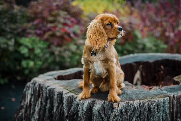 Lancaster Craigslist Pets
