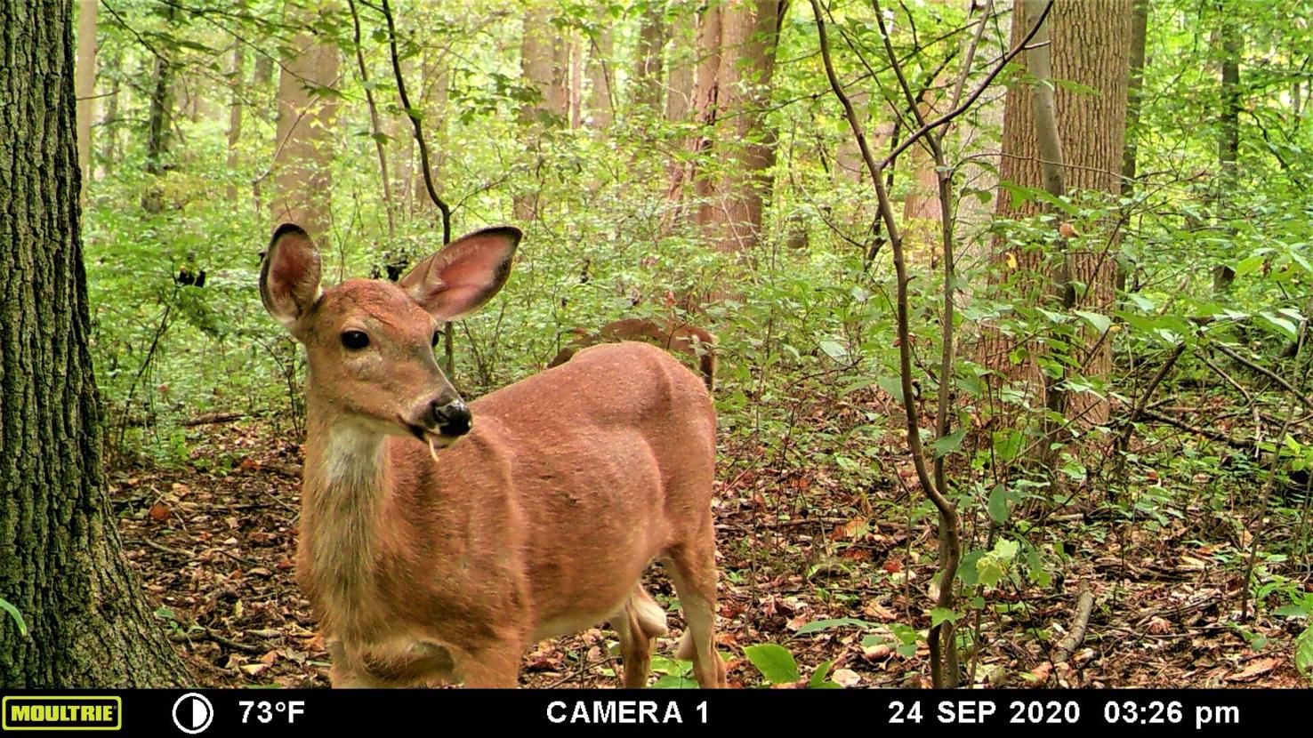 PA 2021-22 doe tag season is just around the corner and it has some new