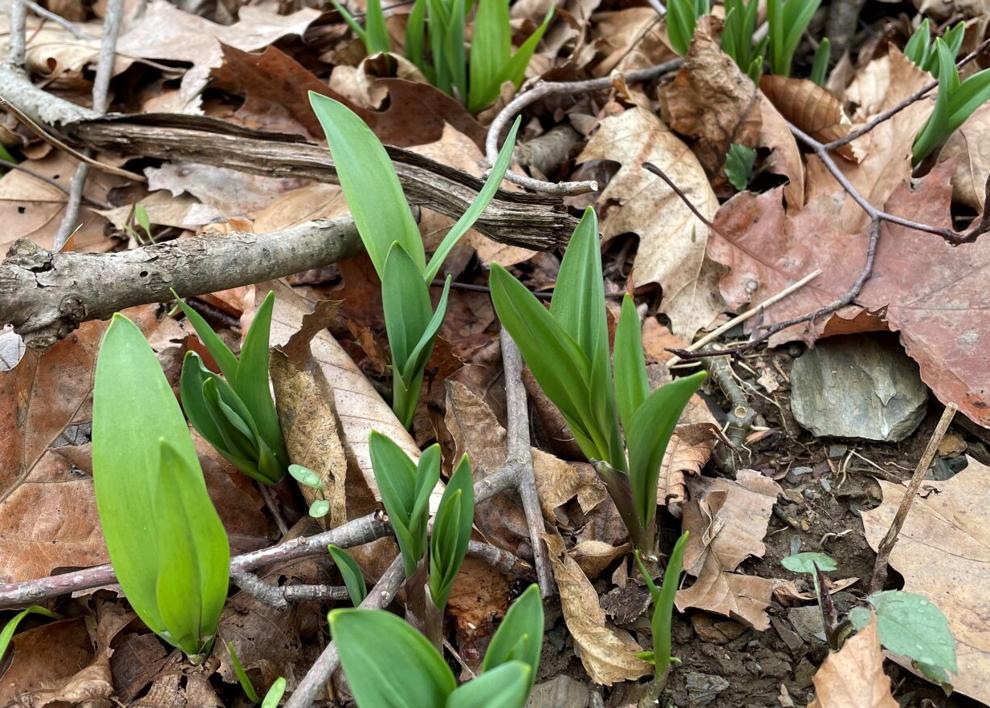 Ramps: how to cook, preserve, grow and harvest this stinky spring ...