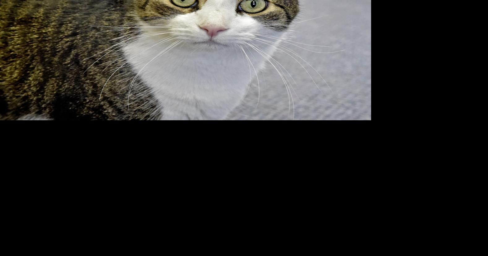 Pet of the week Adopt Pickles, a 3yearold domestic shorthair cat