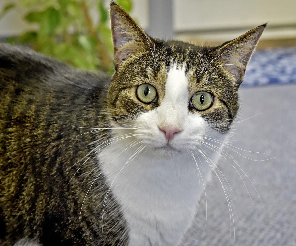 Pet Of The Week Adopt Pickles A 3 Year Old Domestic Shorthair