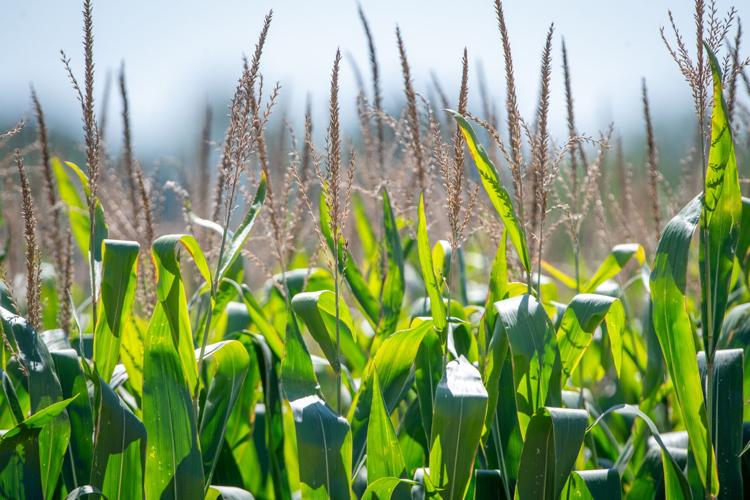 Politics should not divide Pennsylvania farmers [column] | Local Voices ...