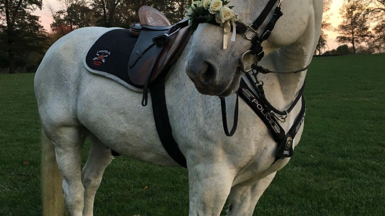 Longtime Lancaster police horse Duke to retire - Vimarsana News