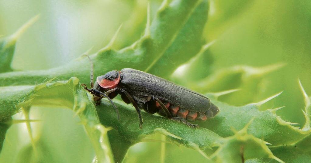 Lycil Insect Summer brings sounds of insect paradise in Lancaster County [I Know a ...