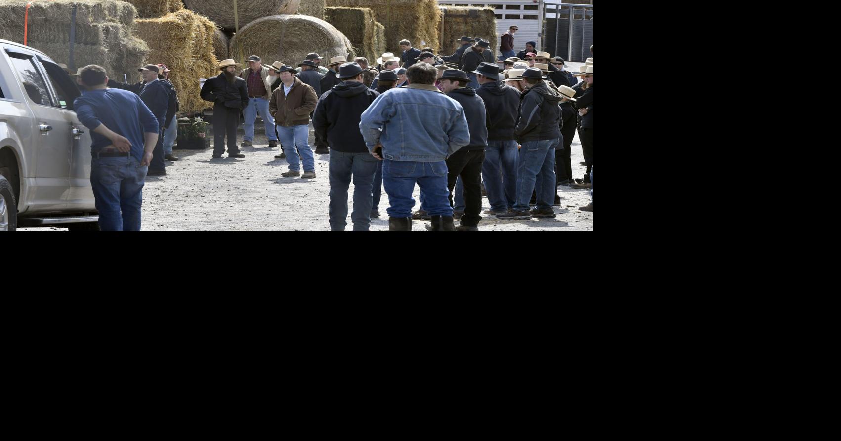 Livestock auction draws crowds in New Holland despite ongoing COVID19