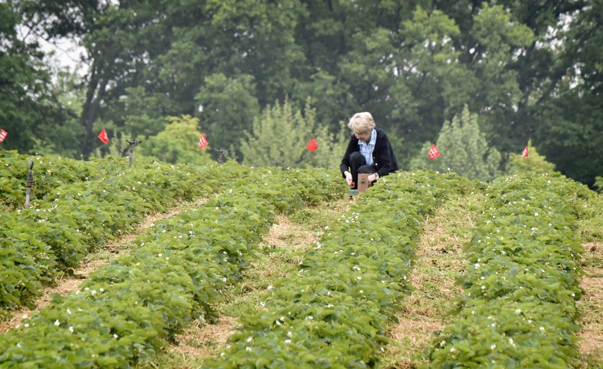 Where And When To Pick Strawberries In Lancaster County Plus Can I Get Coronavirus From Food Food Living Lancasteronline Com