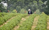 Where and when to pick strawberries in Lancaster County; plus, can I get coronavirus from food?