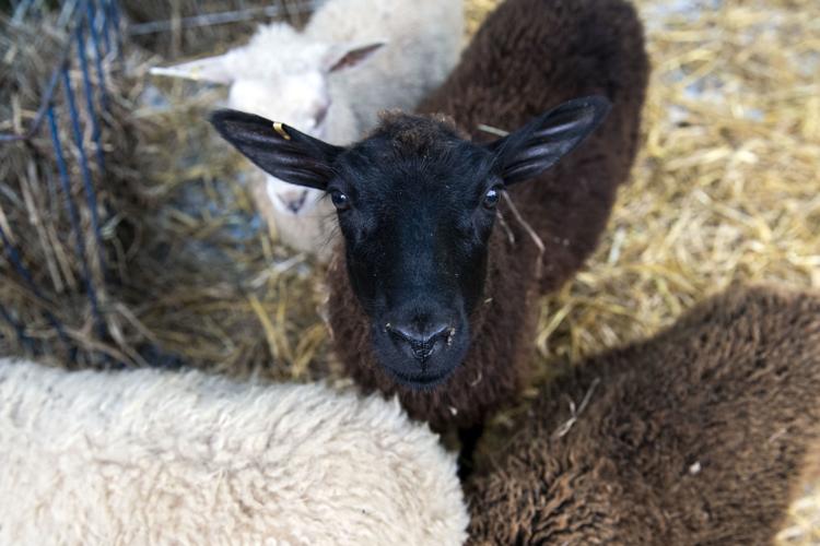 Rabbits, sheep and spinning wool scenes from Lancaster's 6th annual