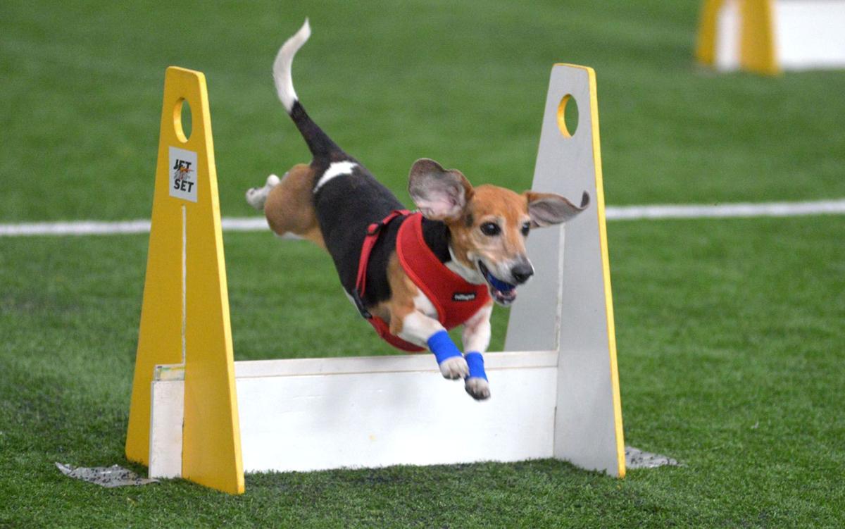 On your bark...! It's a dog's day at local flyball competition Local