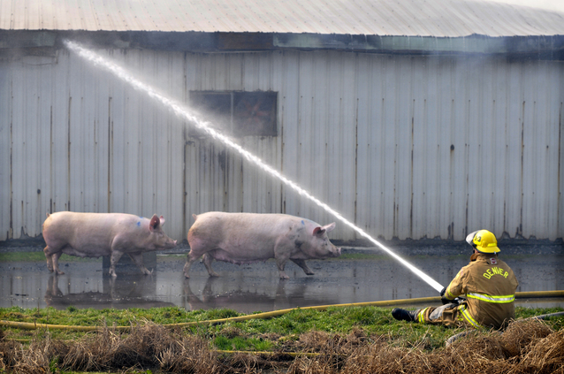 Fire Hogs Hogs die in barn blaze | News | lancasteronline.com