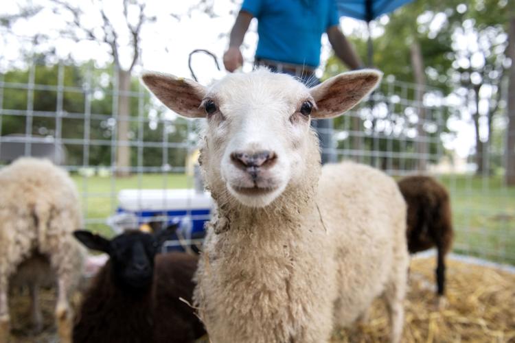 Rabbits, sheep and spinning wool scenes from Lancaster's 6th annual