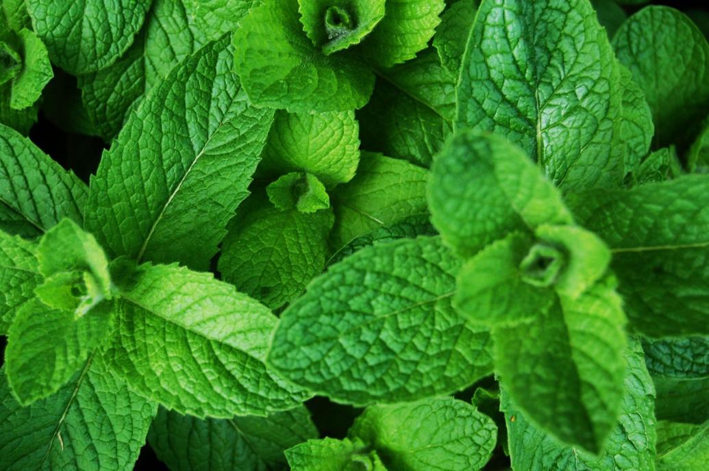 5 popular varieties of mint in Lancaster County, plus tips Life