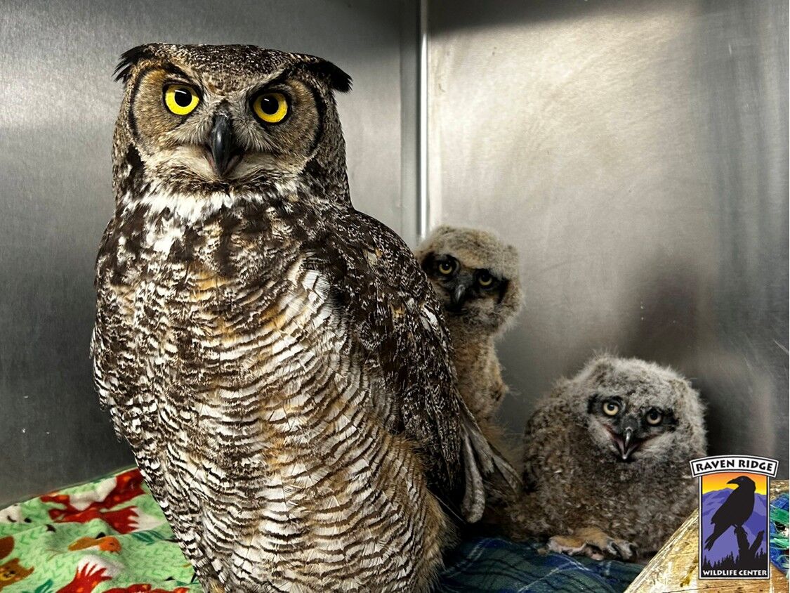 Injured great horned owl mom fosters two owlets at Raven Ridge in