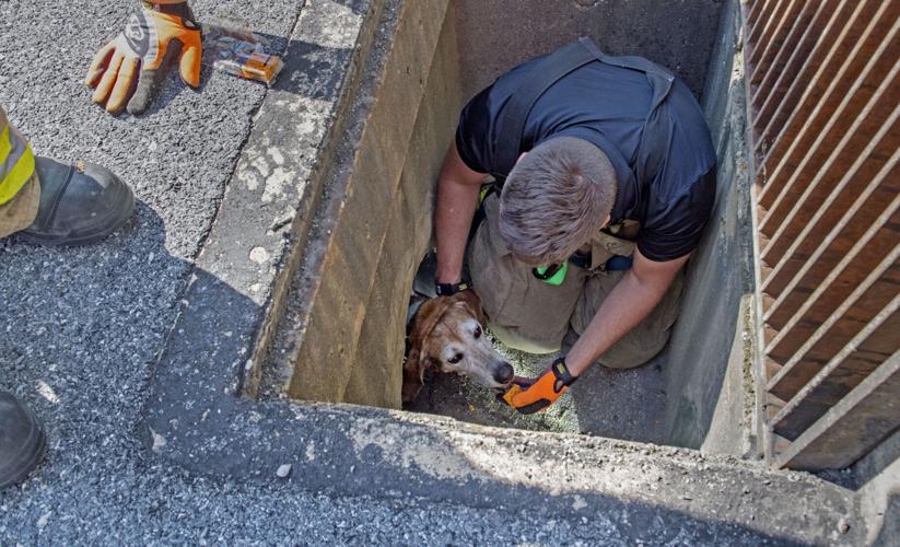 Dog rescued from storm drain in Lancaster Township [photos] | Local News | lancasteronline.com