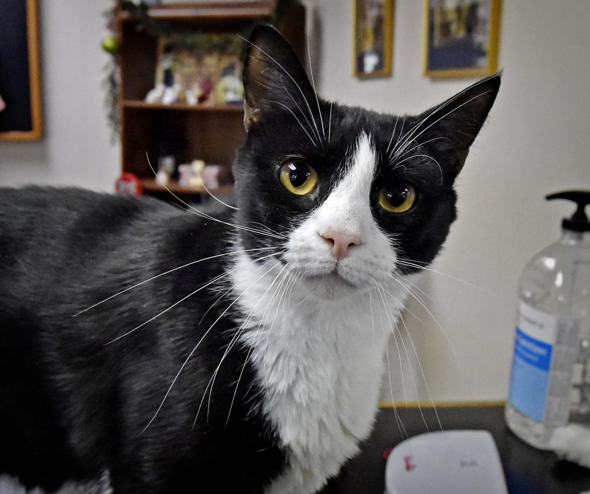 Pet of the week Adopt Freddie, a 2yearold domestic shorthair Local