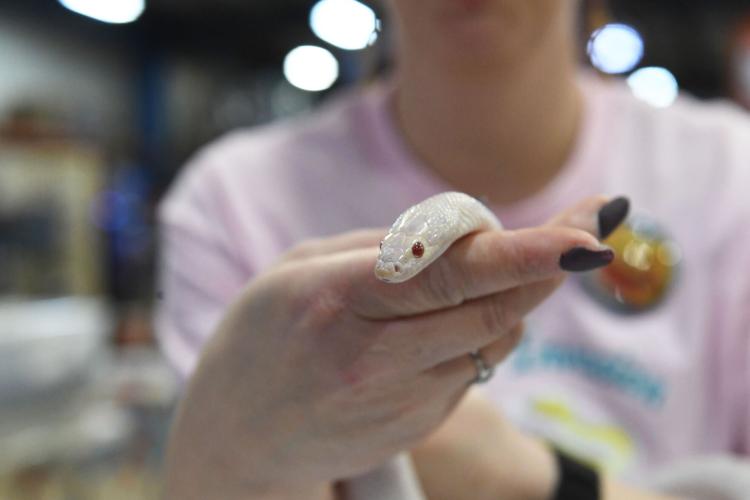 Reptilian critters come to Lancaster County, courtesy of Reptile