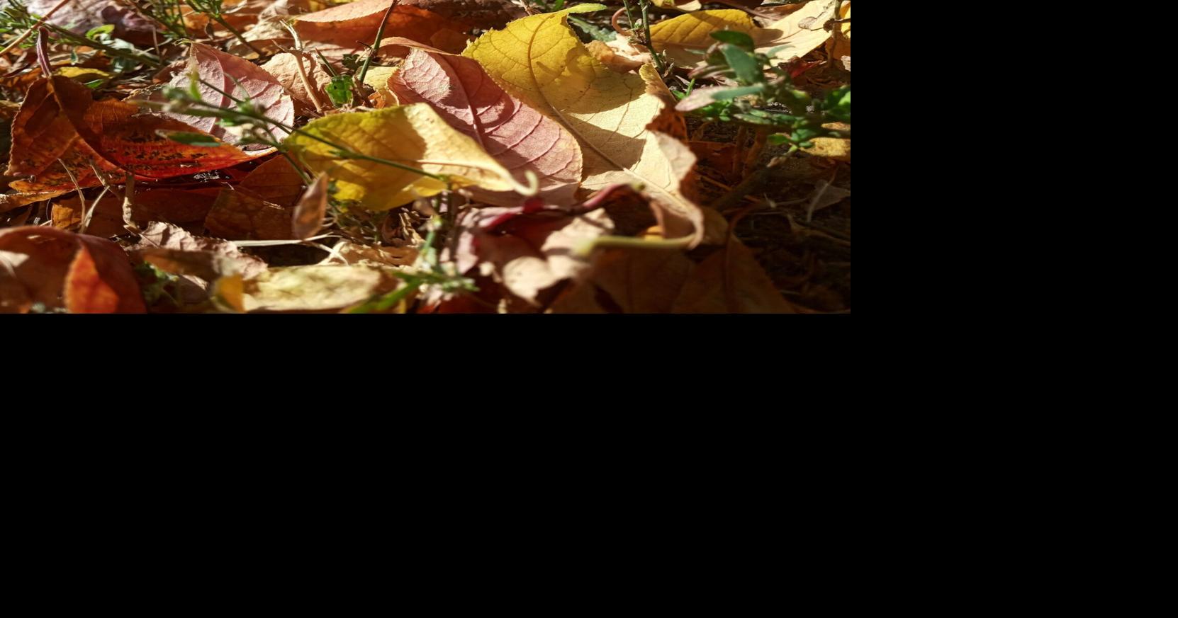 Tips for cleaning up your vegetable garden at the end of the season