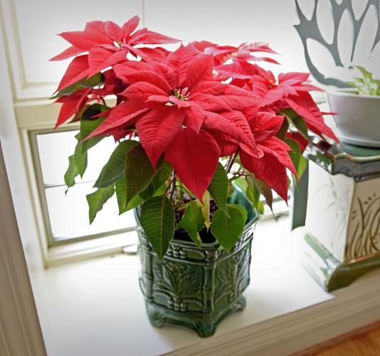 How to keep poinsettias and other holiday plants alive after Christmas