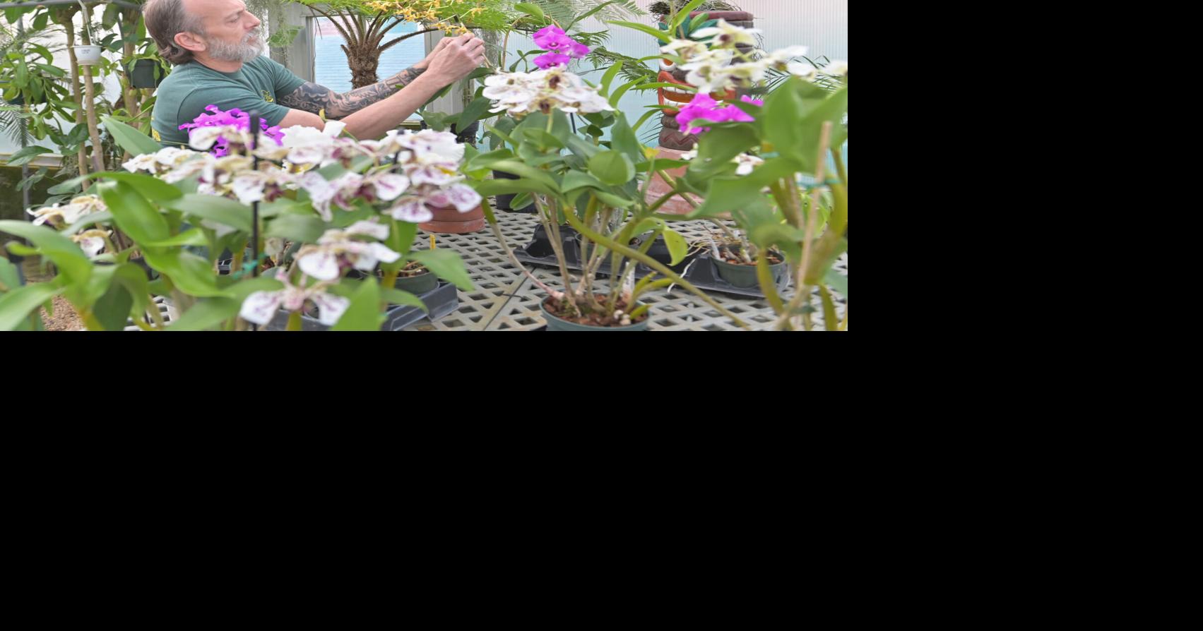 Look inside the Lancaster Twp. greenhouses growing award-winning orchids [photos]