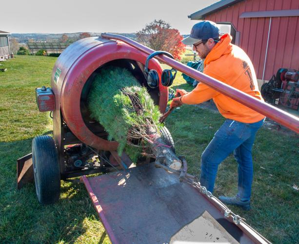 Miller's Christmas Tree Farm [photos] | | lancasteronline.com