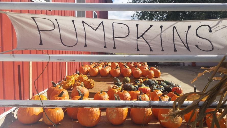 Here's what happens to all those unsold pumpkins after Halloween