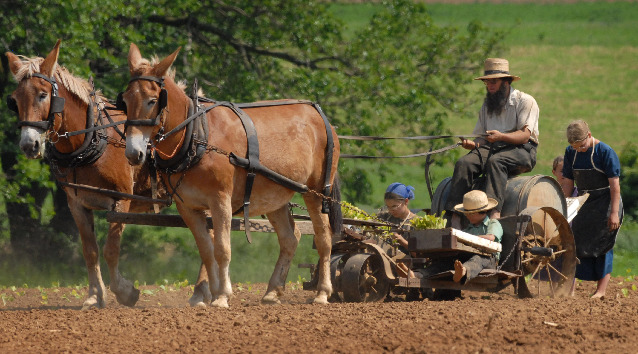 Tobacco farmers planting a big crop | Business | lancasteronline.com