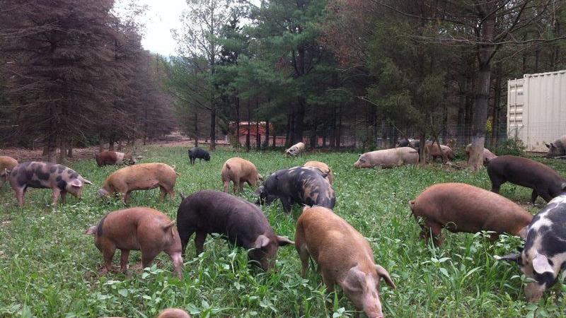 How Philadelphia moms started raising traditional pigs in Poconos | Home & Garden