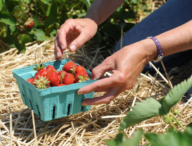 Strawberries ripe for picking — despite long winter, wet spring Local