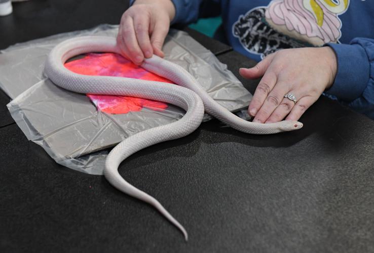 Reptilian critters come to Lancaster County, courtesy of Reptile