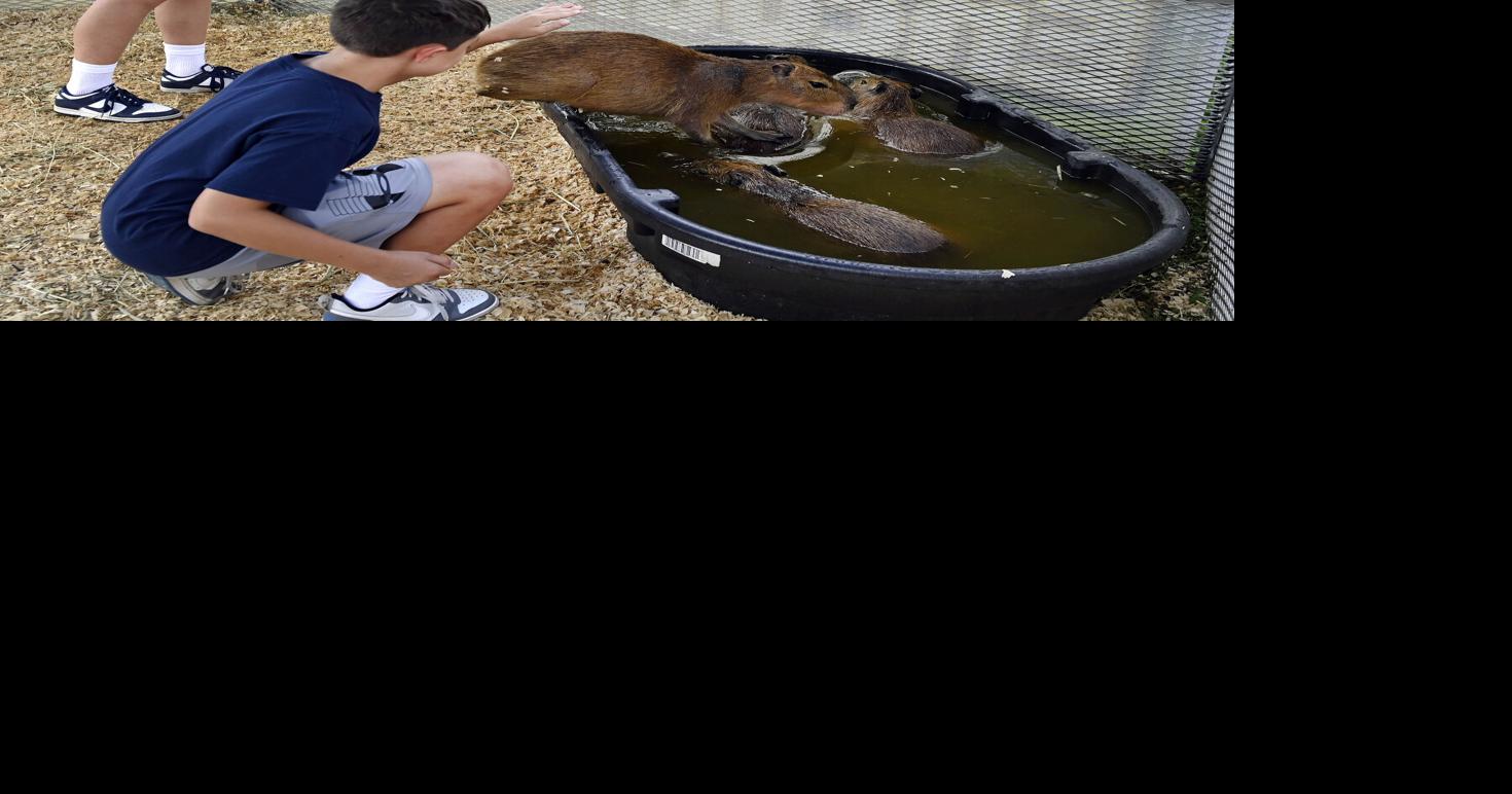 Long lines won't deter visitors from seeing capybaras at Elizabethtown Fair