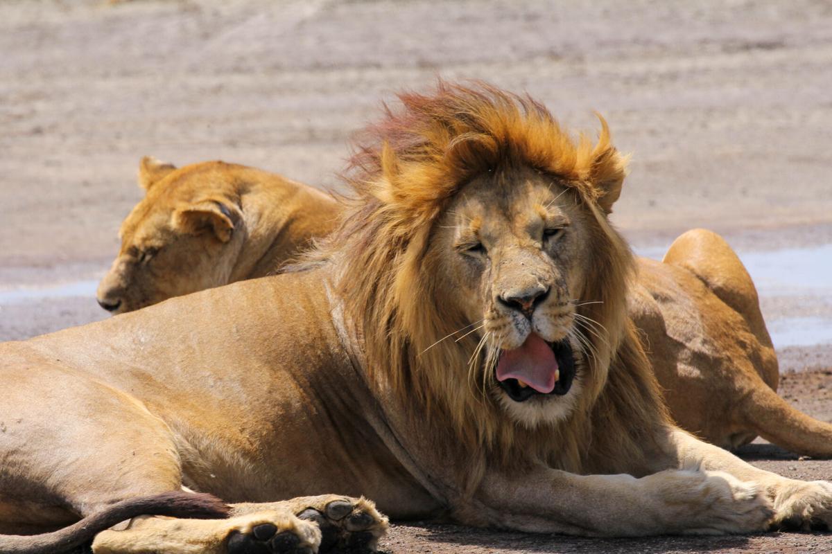 A lion waking from a nap