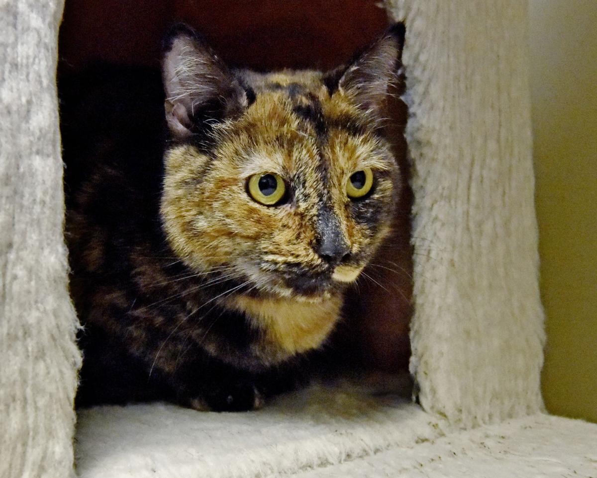 Adopt Daisy, a 3-year-old tortoiseshell cat with ...