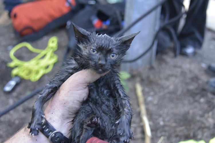 Boys lead firefighters to kitten stuck in storm drain in Lancaster Twp ...