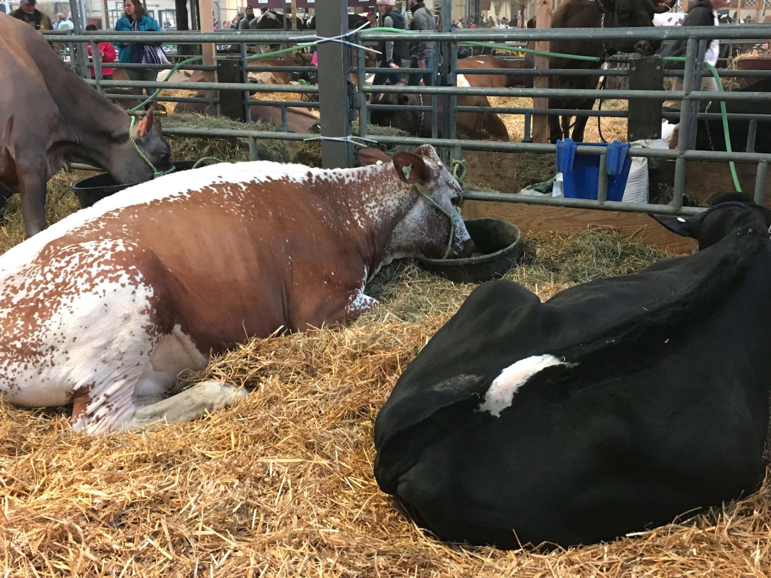 Pennsylvania Farm Show 2021: Here are interesting 18 panels, events to check out this weekend and next week - Vimarsana News