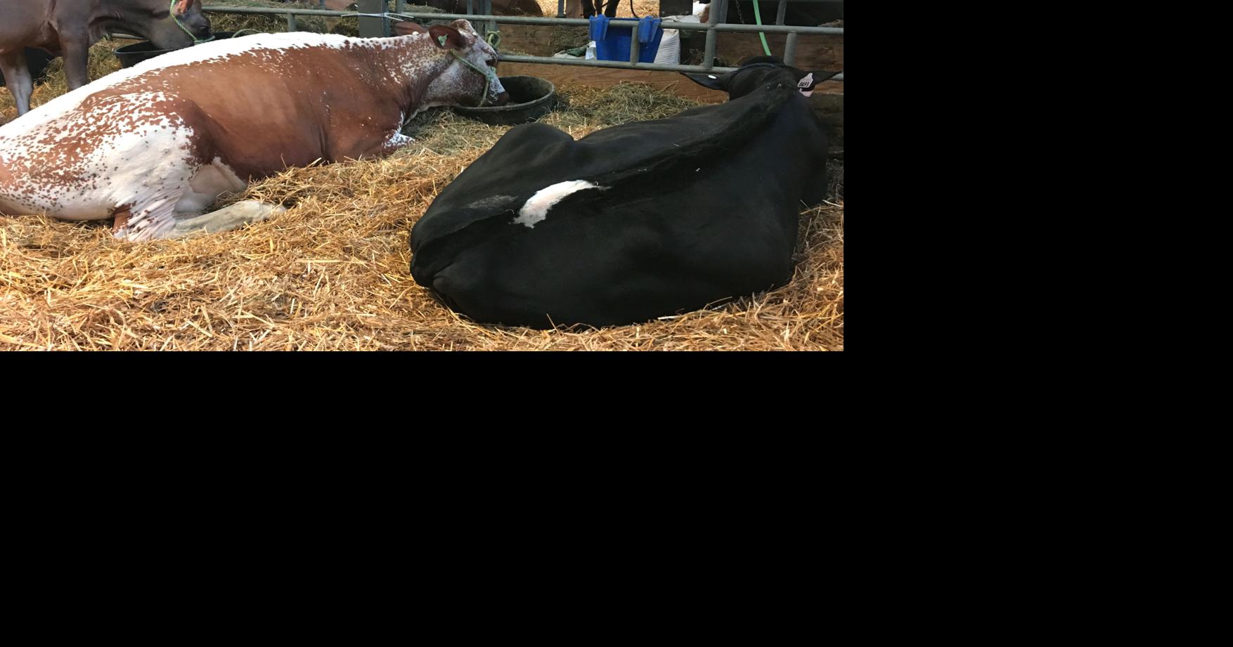 Pennsylvania Farm Show 2021 Here are 18 interesting panels, events to