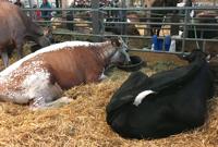 Pennsylvania Farm Show 2021: Here are 18 interesting panels, events to check out this weekend and next week