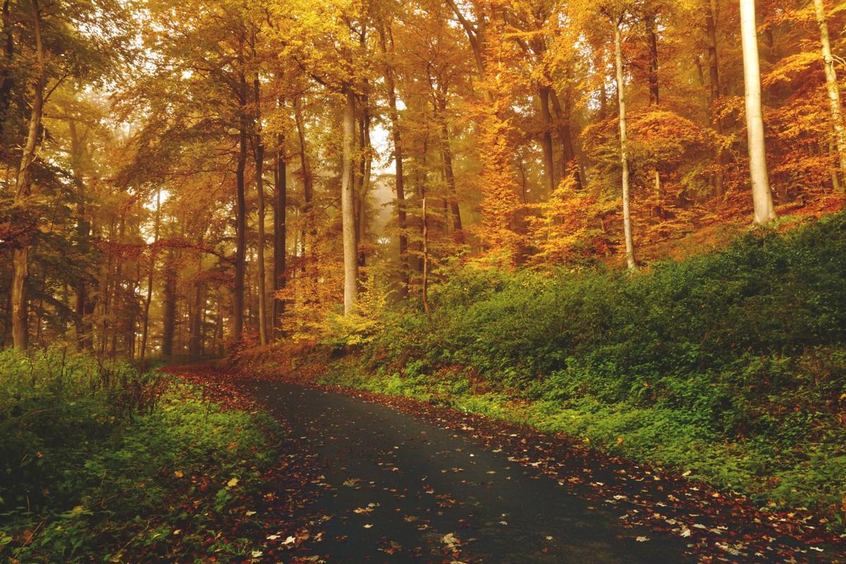Fall foliage in Lancaster County and beyond: Where and when to find