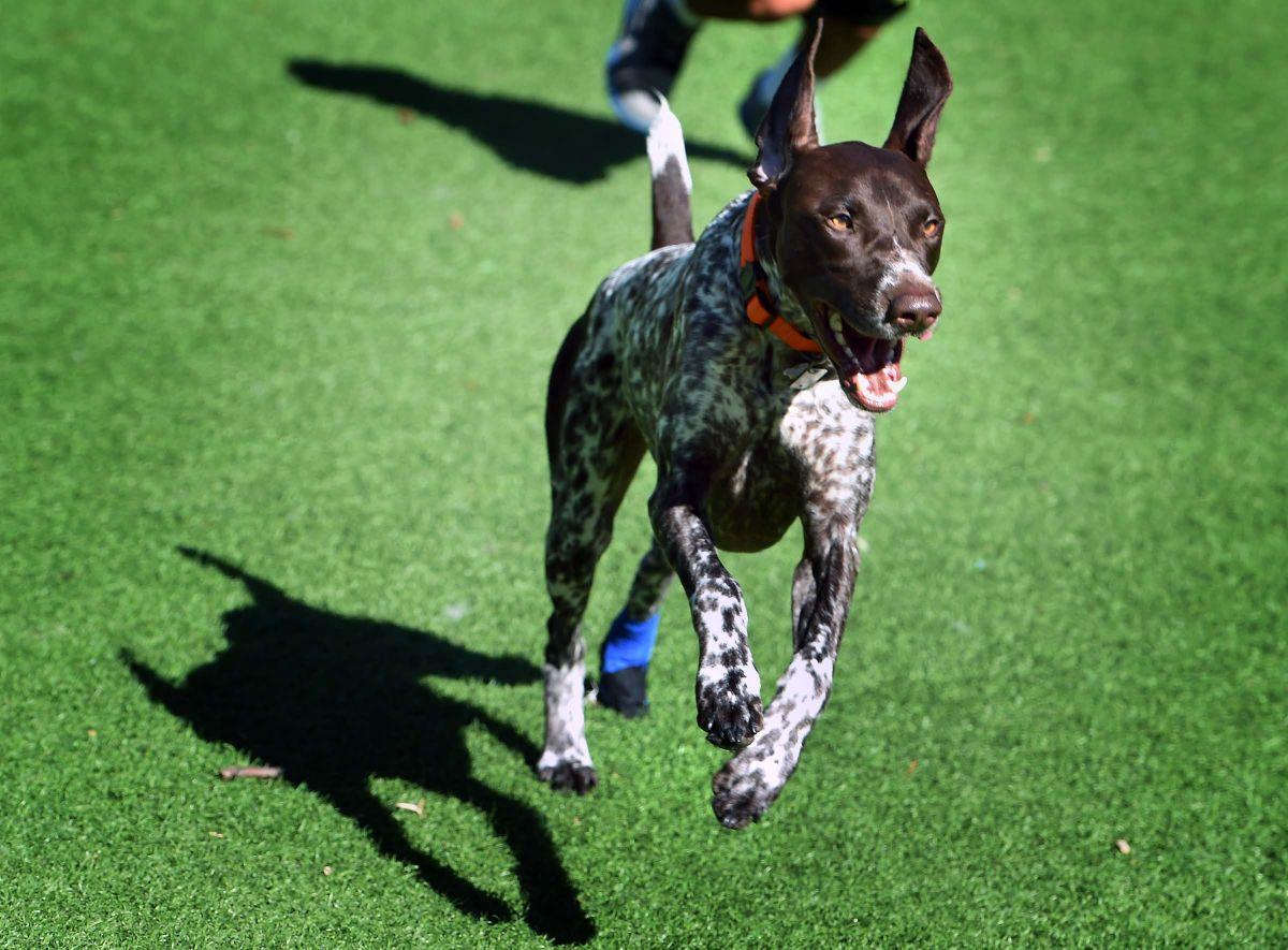 Dog Days Dog Park Designer Looks Back Two Years After Lancaster S Pups Got A New Place To Play Local News Lancasteronline Com