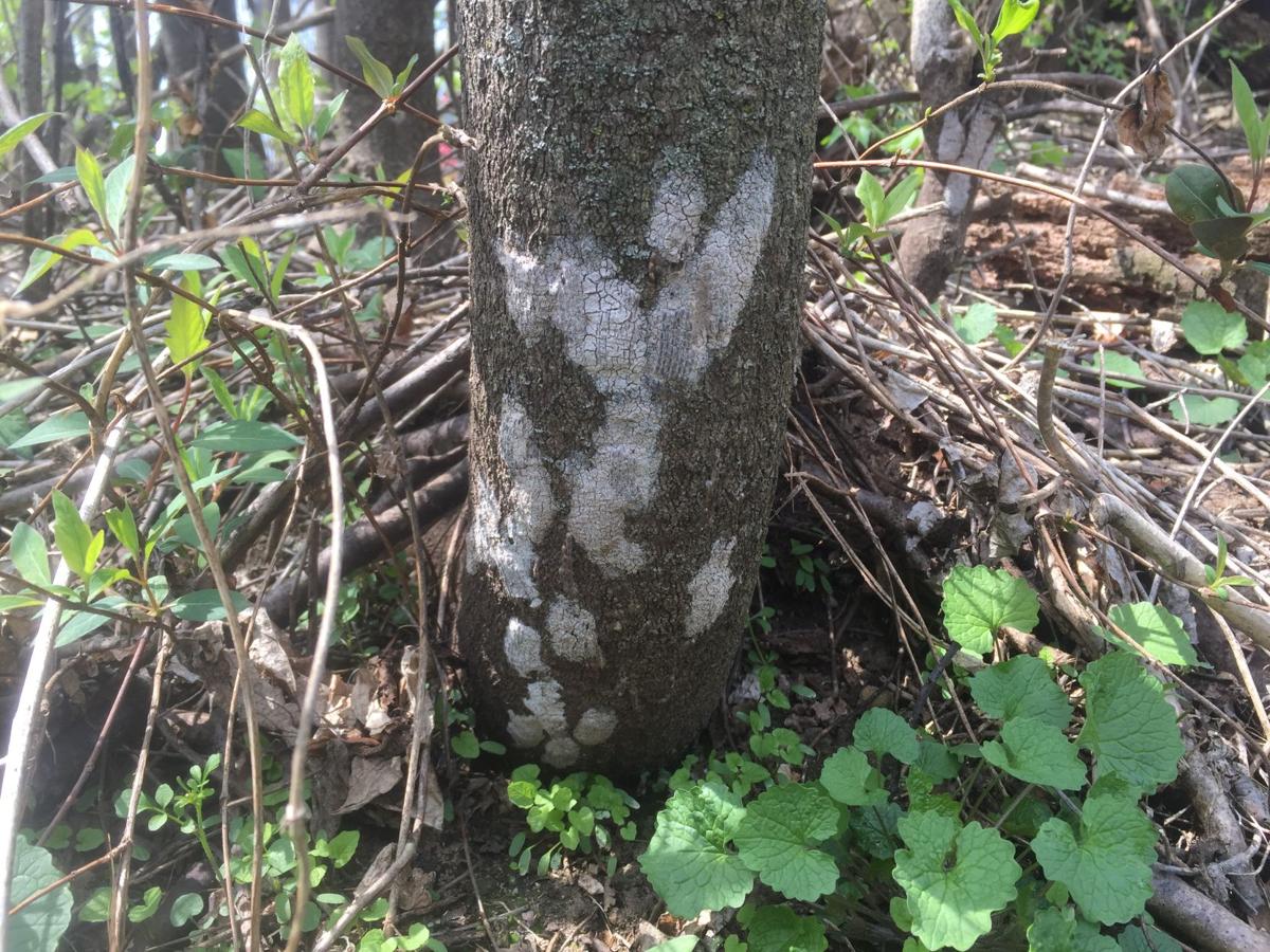 Here's everything you need to know about spotted lanternfly egg masses