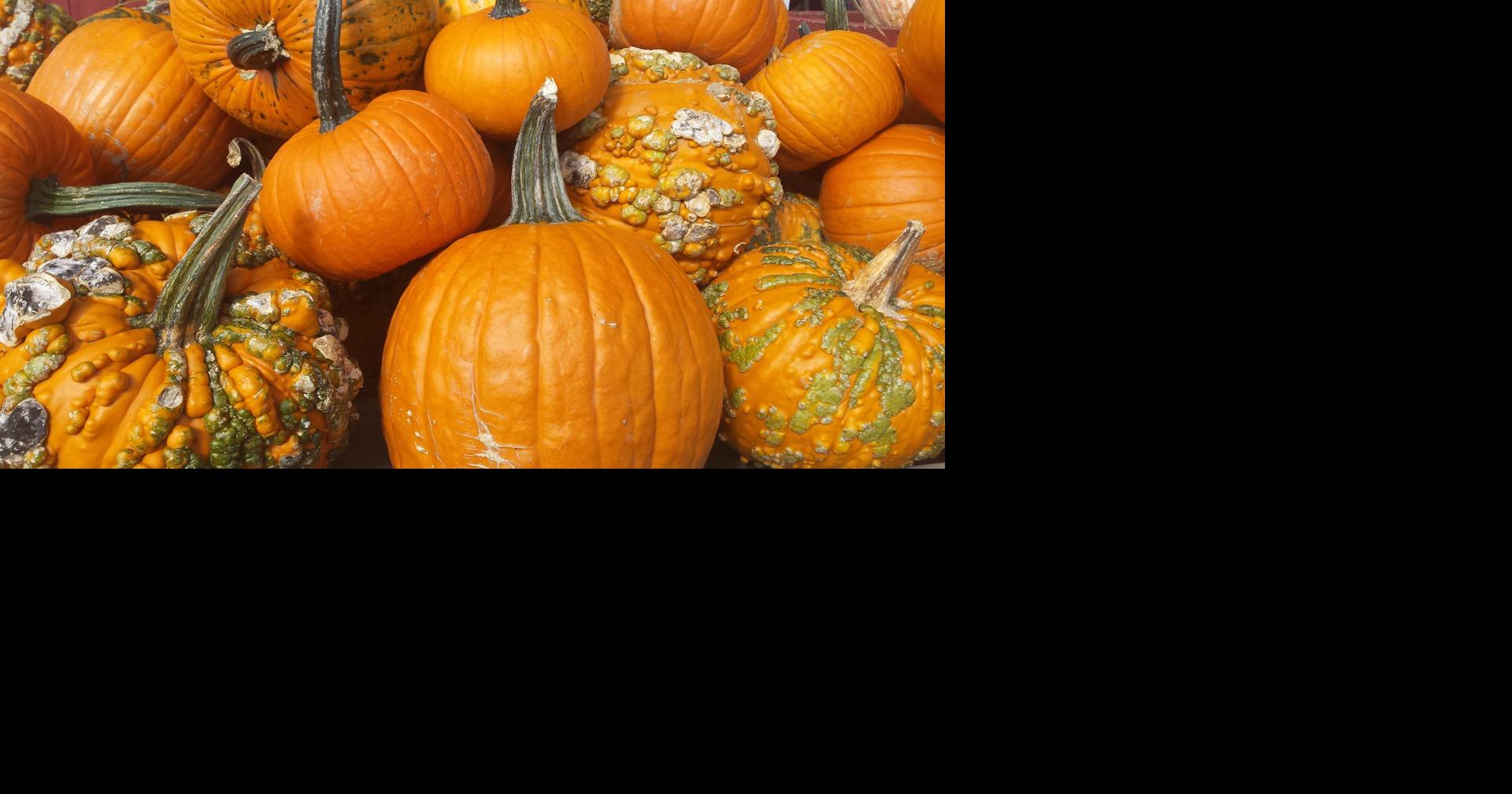 Here's what happens to all those unsold pumpkins after Halloween | Local  News 