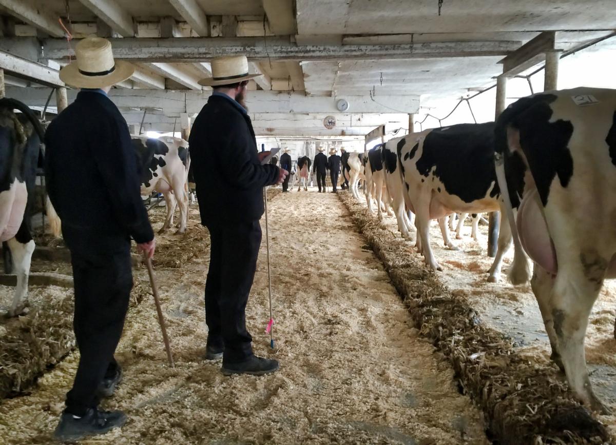 Hitting home 2 Lancaster County dairy families reluctantly sell their