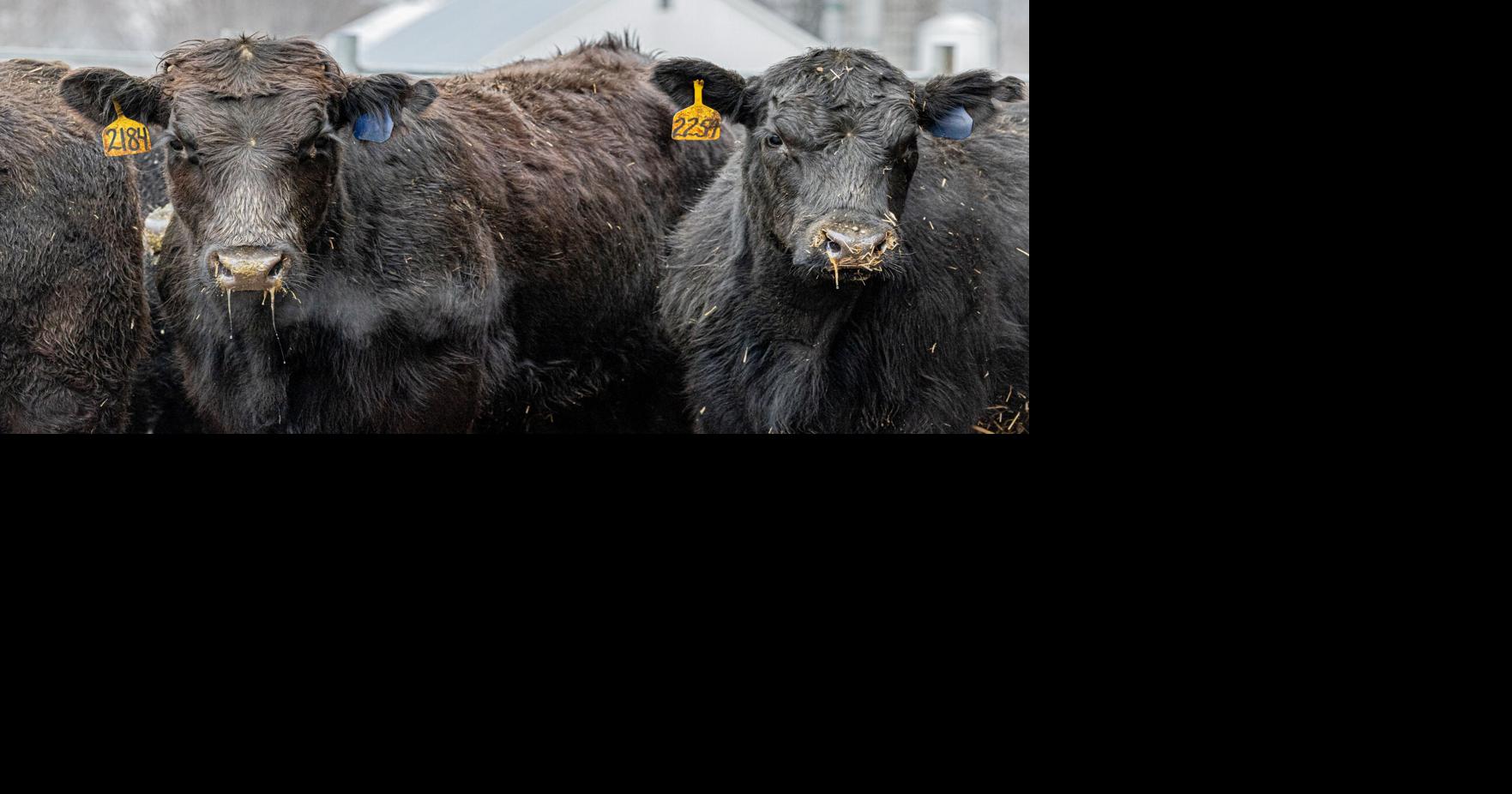 New business model offers lifeline to farmers raising beef | Local News ...