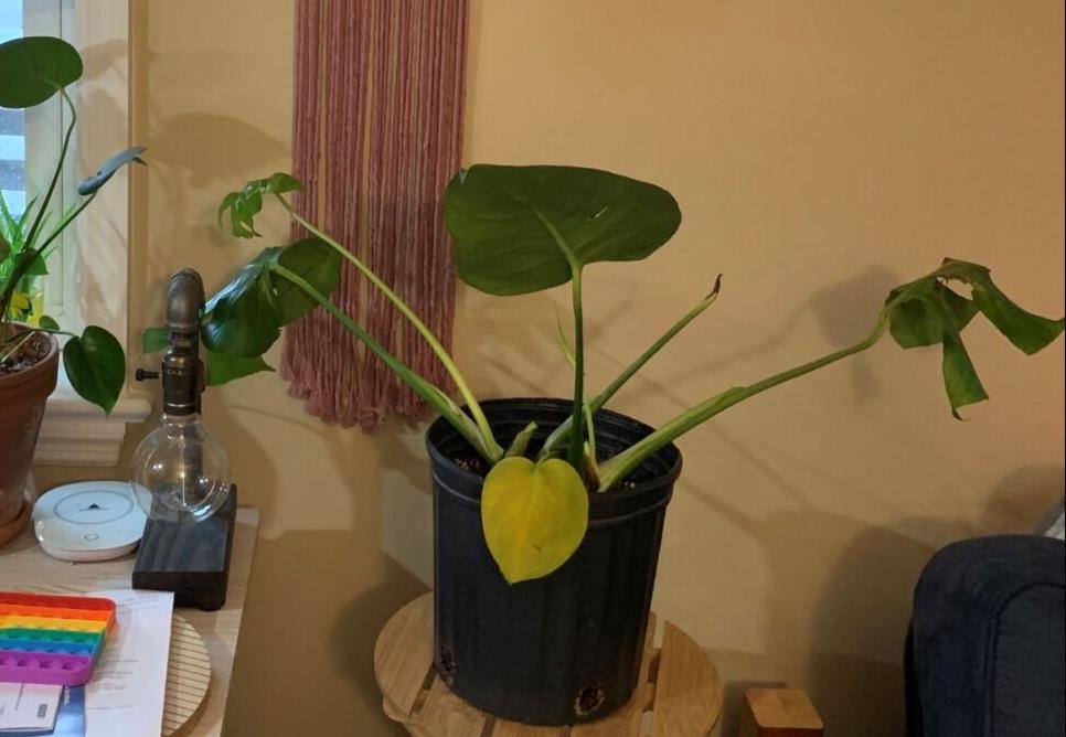 philodendron plant care Philodendron Red Sun Rare Plant (Philodendron selloum 'Sun Red') – Jungle  Relics main image 1