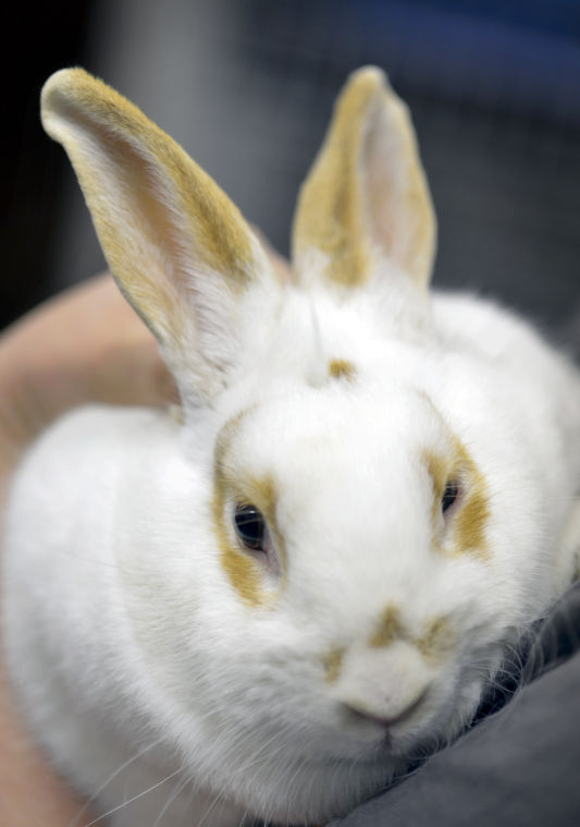 A real live Easter Bunny? Not the best holiday gift, local shelters