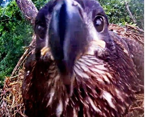 Mischief In The Nest Eagle Cam Eaglet Twists Camera Ruins