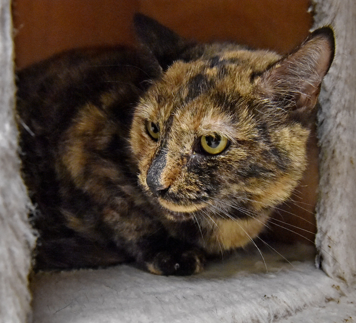 tortoiseshell cat for adoption