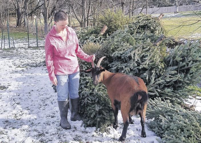 Goats enjoy a Christmas tree delicacy donated by their community Home