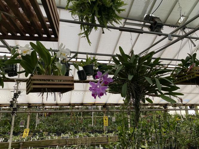 A tour inside Lancaster's orchidfilled greenhouses; learn how to grow
