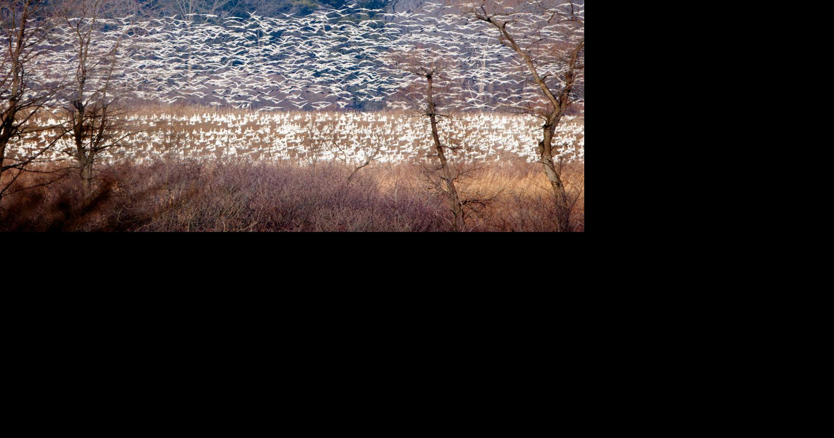 Tens of thousands of snow geese arrive at Middle Creek after winter weather delays