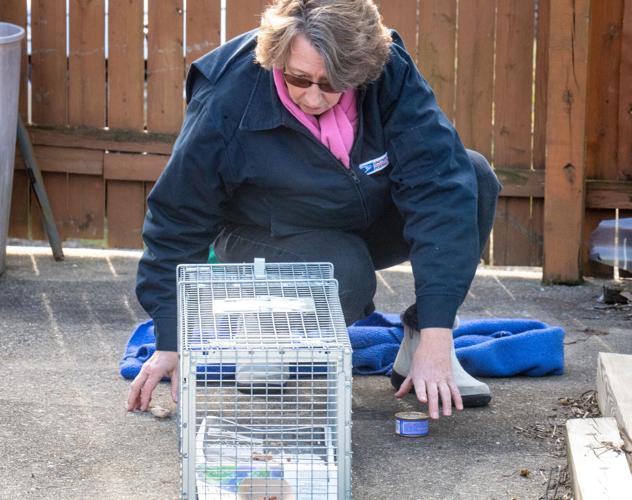 Columbia Cat Action Team holds cats before spaying and neutering